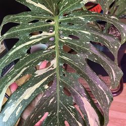 Mature 5 Leaf Thai Constellation 