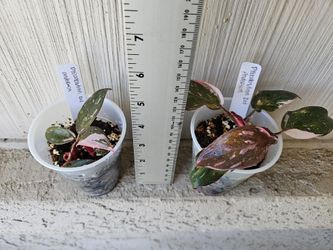 Philodendron Red Anderson plants