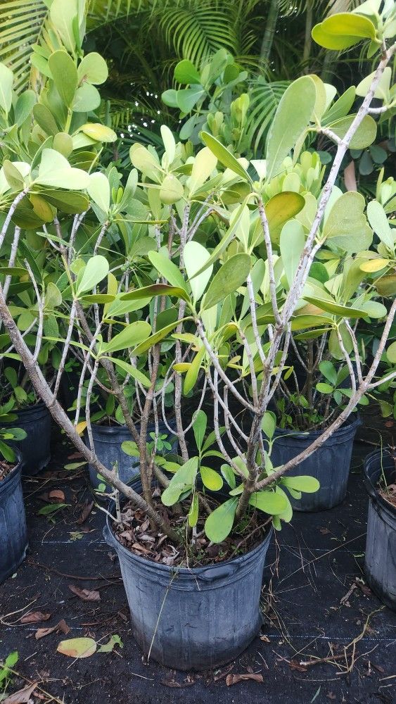 Clusias Plants For Inmediate Privacy!!! 3-4 Feet Tall Measurements Over The Pot!!