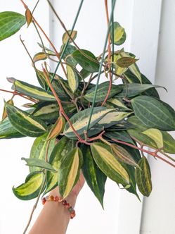 Hoya Macrophylla Inner Variegated Pot of Gold Plant 6" Pot - Indoor House Plants