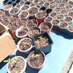 Tomato Plants