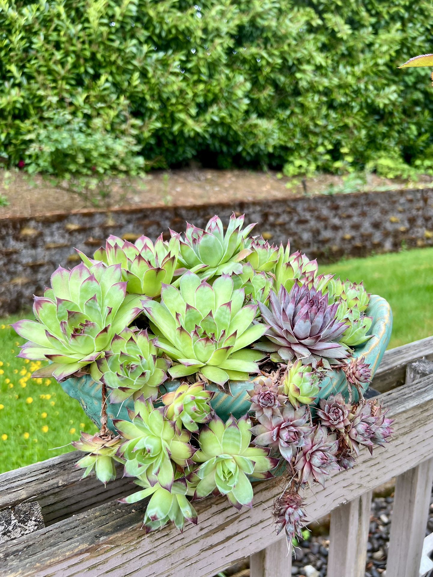 Succulents Plant 🪴