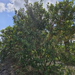 huge canary Palms  guava  tree  legustrum  tree  silvester Palms 