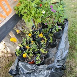 Plantas De Venta Floriando Orquidia Mrxicana