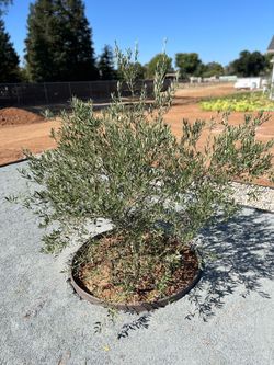 Olive tree 36” fruitless