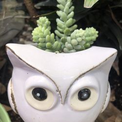 Donkey’s Tail Succulent