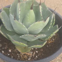 Agave Parry