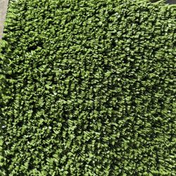 Artificial Grass 