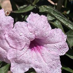 Mexican Ruellia Plants