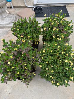 Crown of thorns
