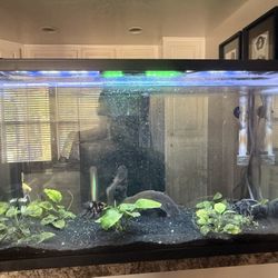 30 Gallon Fish Tank