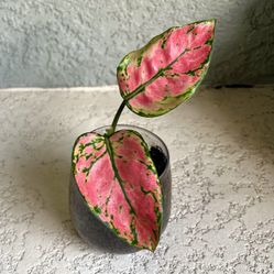 Aglaonema  Plant 