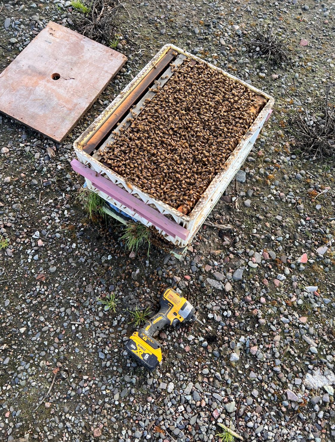 Bee Boxes 
