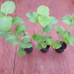 Medicinal Oregano Plant, Cuban Oregano Plant