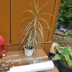 Drecaena House Plant