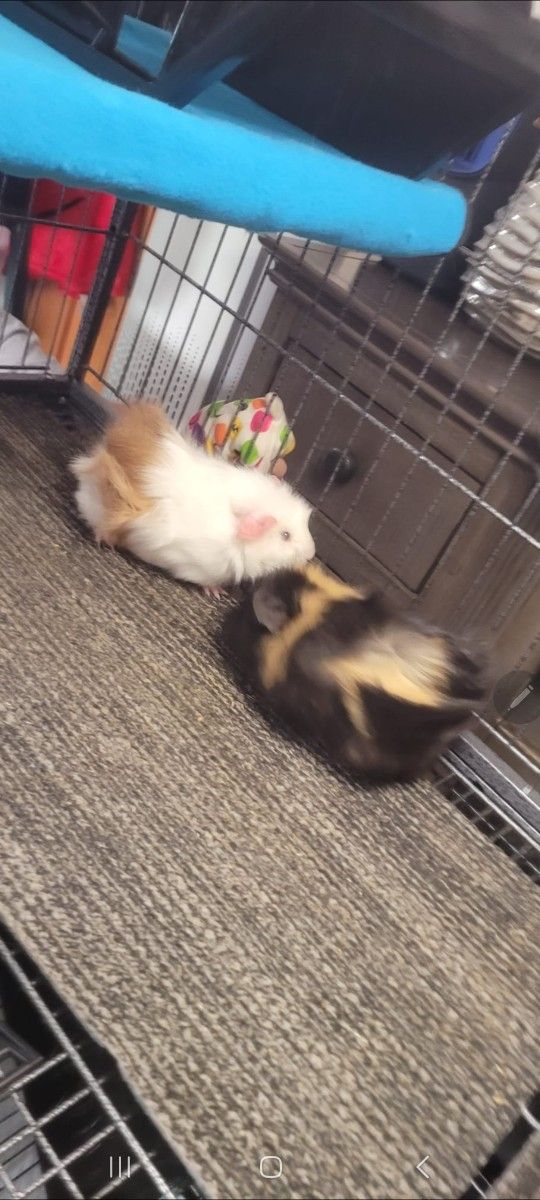 Guinea Pig Cage