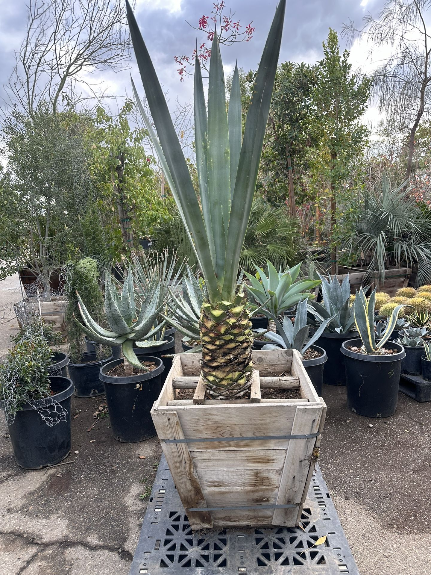 Agave Tequilana 24” Box