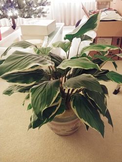 Artificial Peace Lily and Ceramic Pot