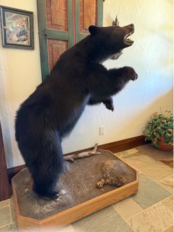 Taxidermy Black Bear