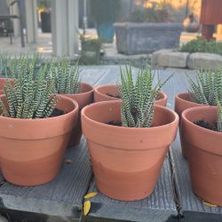 5” Ceramic Pots With Spider Cactus!