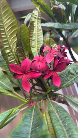 Burgundy Plumerias (Hawaiian trees) $25 - $50