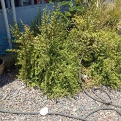 Elephant Plant Giant In Size Healthy Needs To Be Transplanted It's In A Planter.