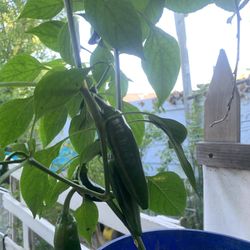 Jalapeño Plant