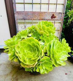 Big Green AEONIUM Succulent Plants- Very Easy To Grow 