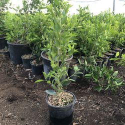 Ficus Nítida/ Indian Laurel $3 En 1gl.