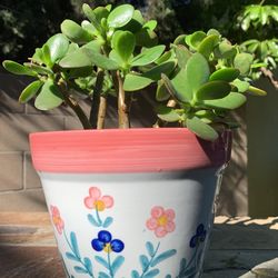 Jade Plant, 6” x 7.5” in Floral Pot