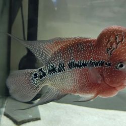 Flowerhorn Fish Tank