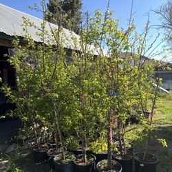 Apricots Trees / Arboles De Chabacanos $45.00 Each