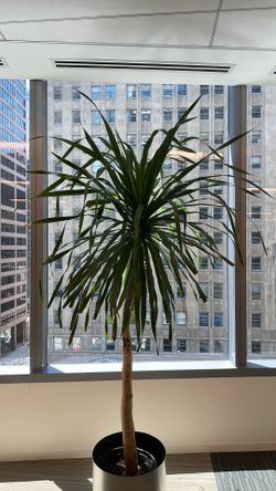 Arbors tree