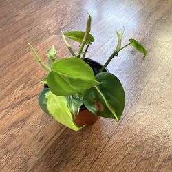 Philodendron Brasil plant + free bird of paradise plant starter