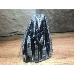 7" Moroccan Marbleized Orthoceras Fossil Geological Desk Sculpture