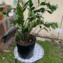 Indoor Zz Plant