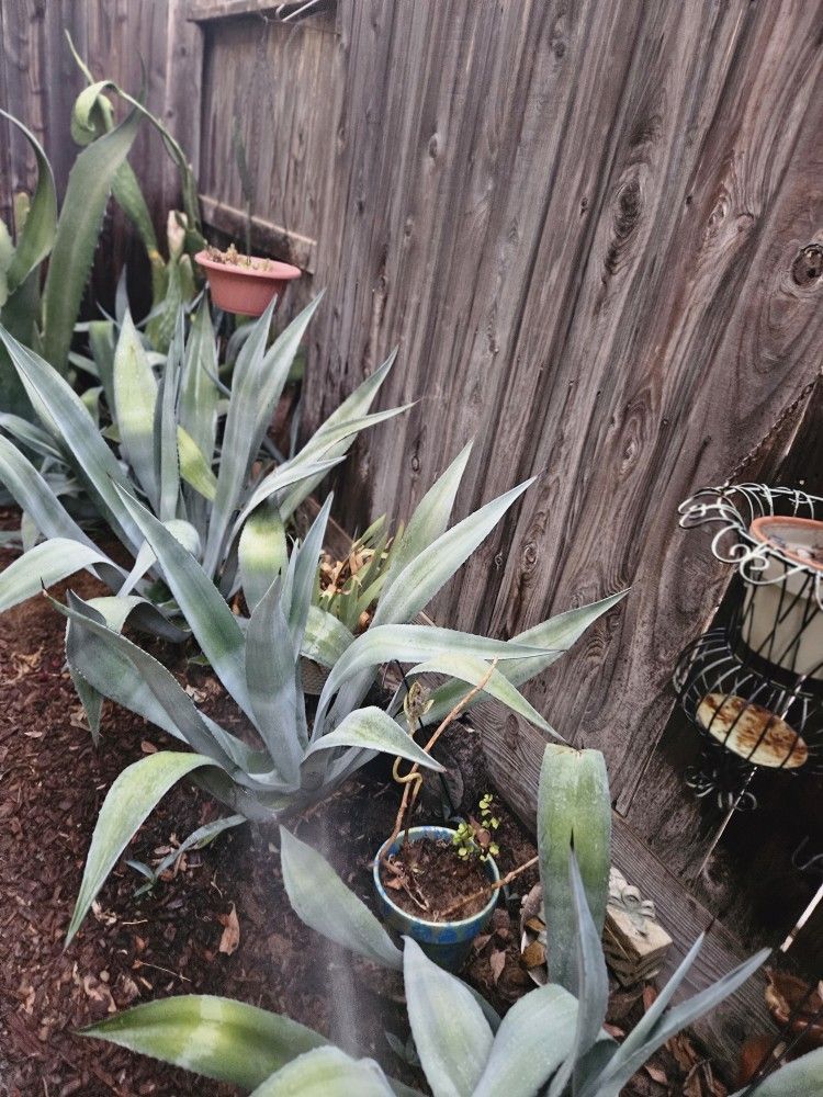 Blue Agaves. All Over 5yrs. Medium And Large In Size. Don't Come With A Planter. ECh For 10 And 15