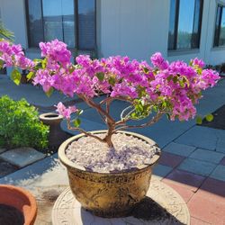 $110 Bonsai Bougainvillea 🌿 