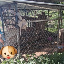 Dog Kennel
