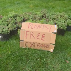 Free oregano