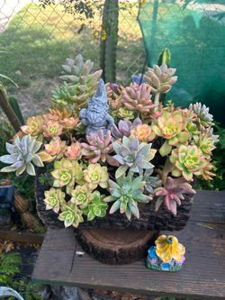 Succulents Arrangements en Tronko