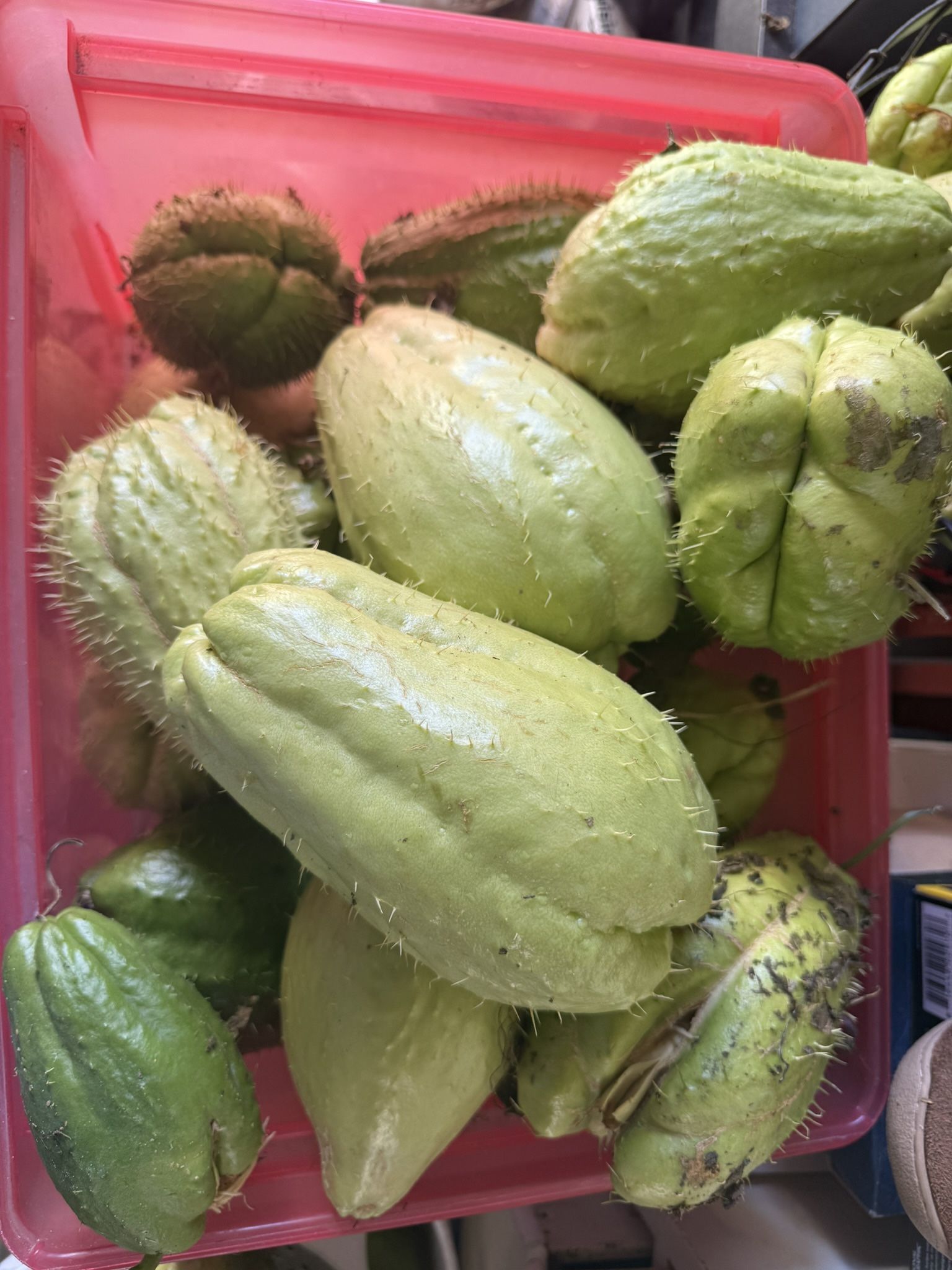 Chayotes A $16 La Docena