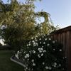Wendy SW Bakersfield 