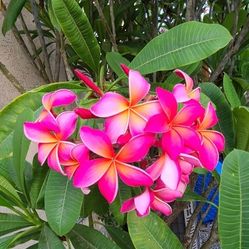 Plumeria Cuttings For Trade