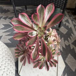 Aeonium Phantom Succulent 