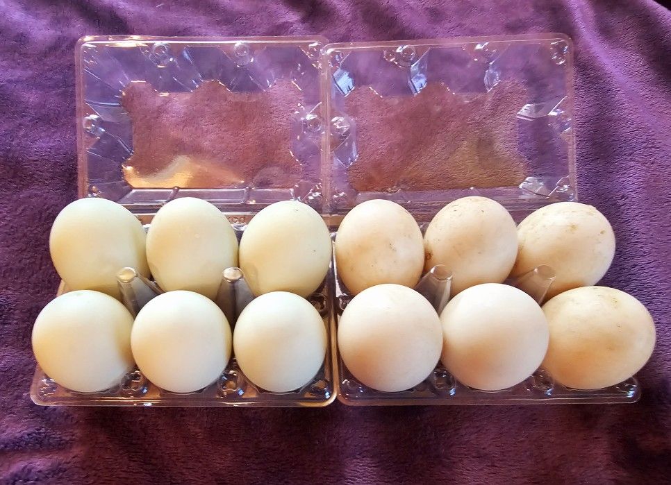 Large Organic Duck Eggs 