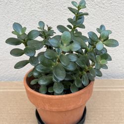 Adorable 10” Jade in 5.75”Ceramic Pot 🌿