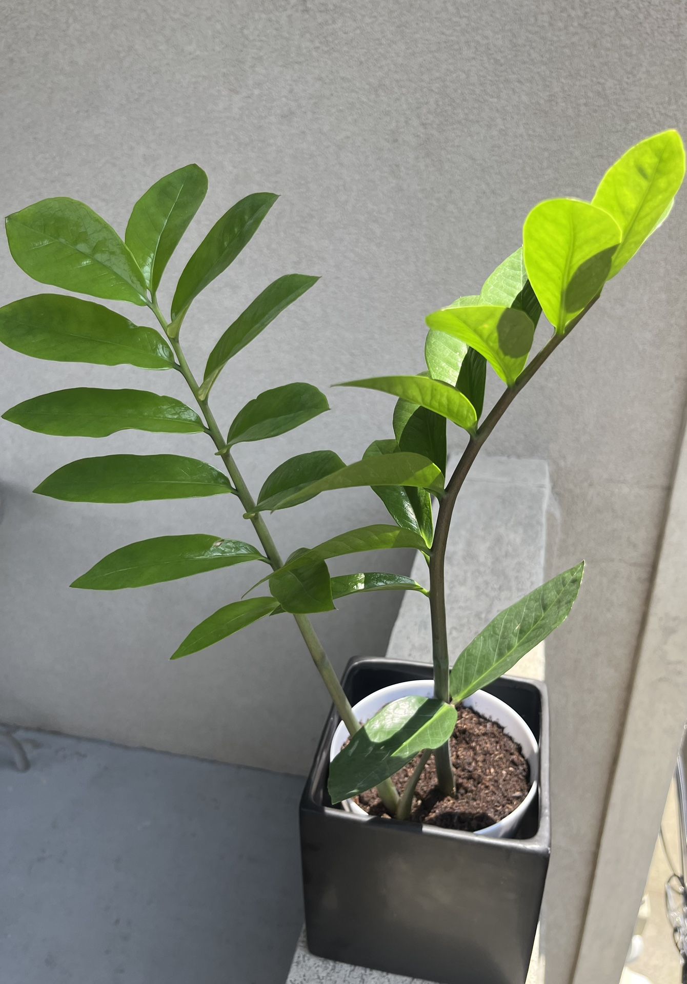 ZZ plant - Real Plant