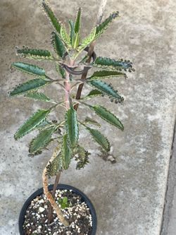 Mother of thousands plant