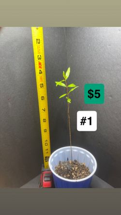 Pomegranate Saplings